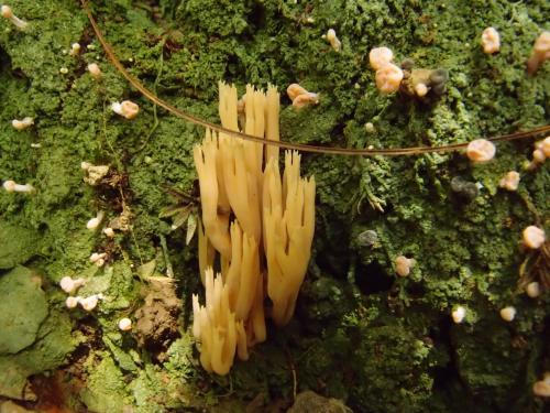 Ramaria flaccida(萎垂白枝瑚菌)