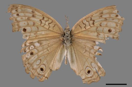 Junonia atlites[波紋眼蛺蝶][00014448]