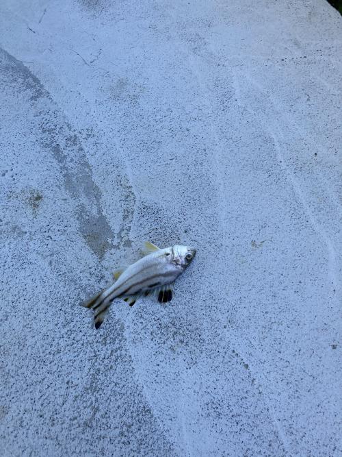 細鱗鯻  彎紋釘公 花身雞魚