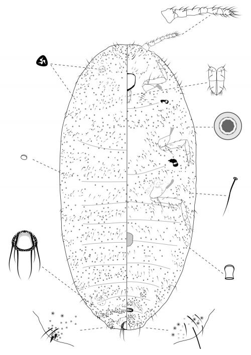Neoripersia miscanthicola (Takahashi, 1937)