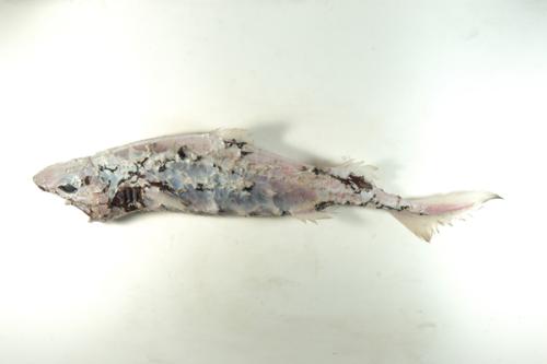 ASIZP0066113