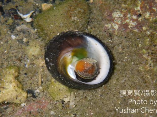 黑鐘螺 