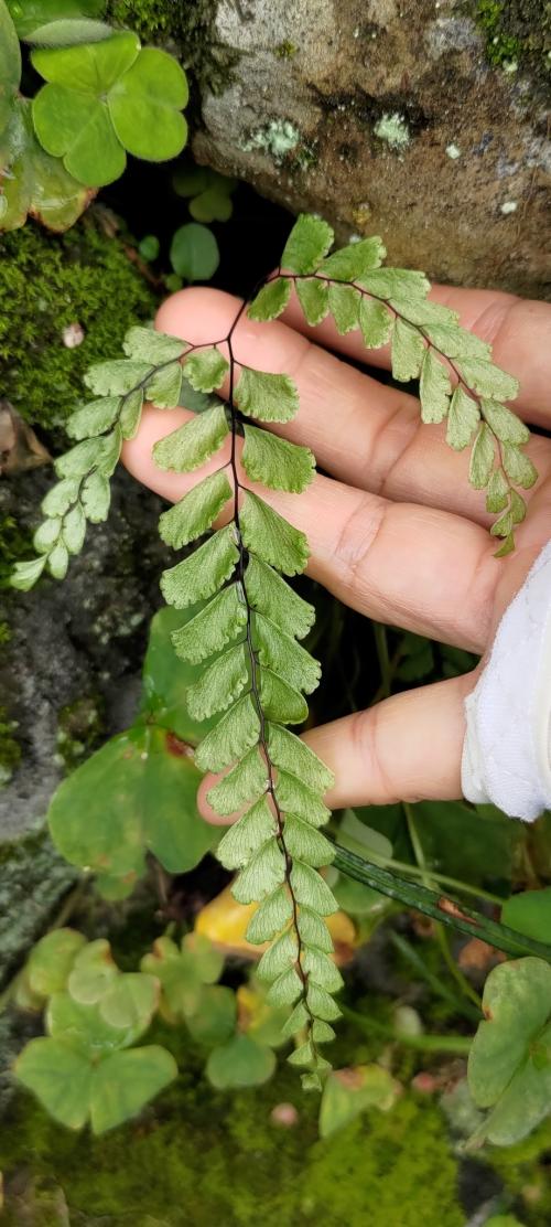 毛葉鐵線蕨