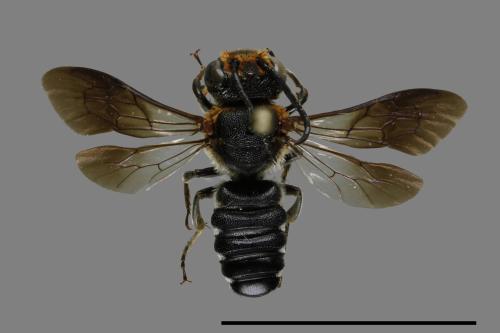 Megachile faceta[條切葉蜂][00101474]