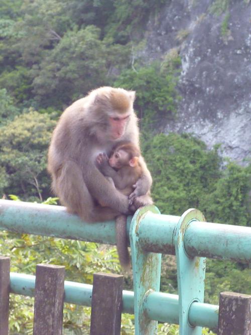 臺灣獼猴 臺灣獼猴