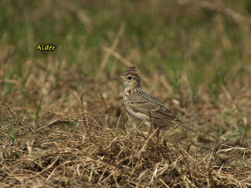 20090813_380308_Oriental_Skylark_1524.jpg