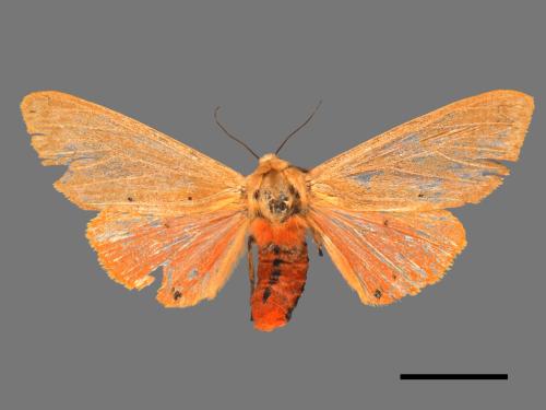 Spilarctia wilemani[褐赭污燈蛾][00039636]