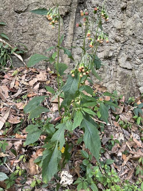 野茼蒿
