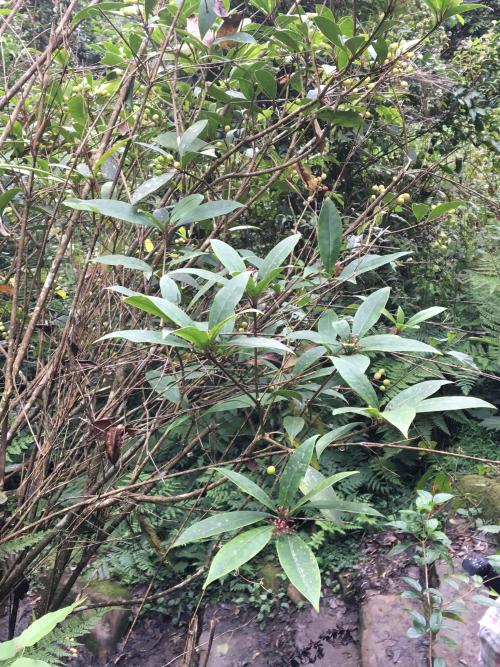 深紅茵芋