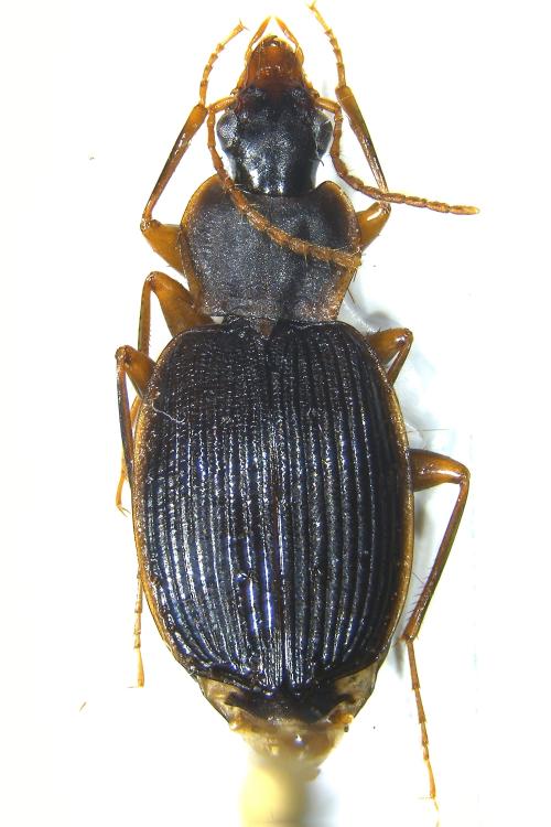 Amphimenes  asahinai_female