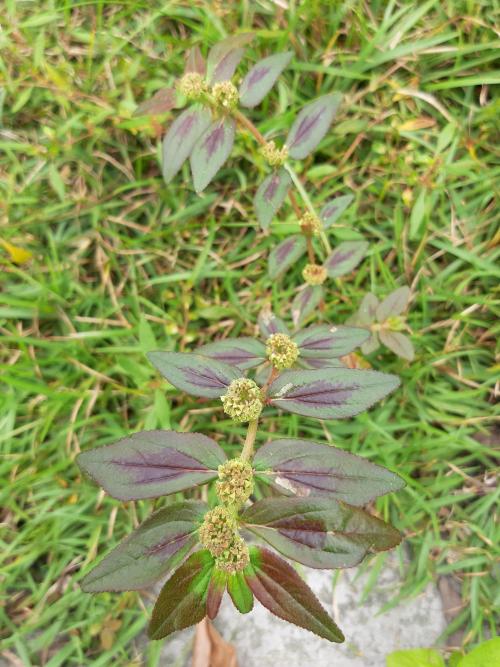 飛揚草 飛揚草