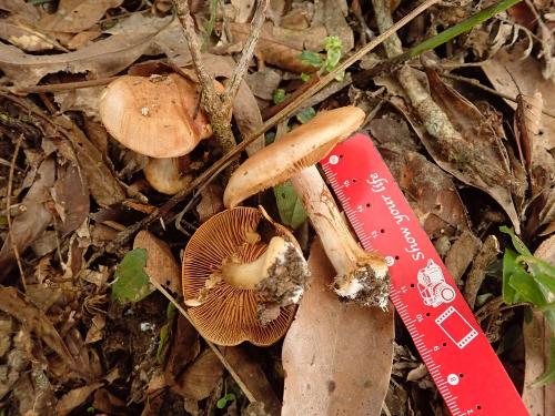 Cortinarius aff. aureobrunneus(金鱗絲膜菌之近似種)