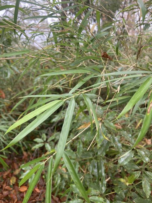 玉山箭竹 玉山箭竹