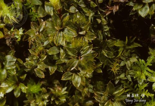 Y3723-1-Bryum billardieri.jpg