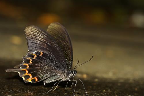 20090918_347290_Papilio hermosanus_a.jpg