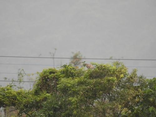 池鷺