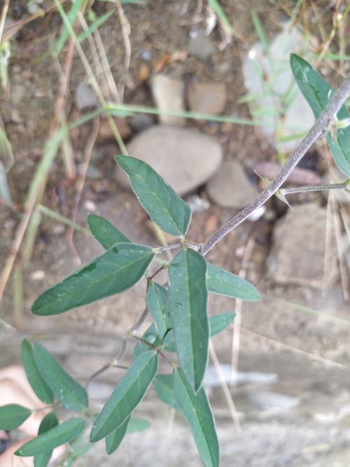 大翼豆 (長序菜豆) 大翼豆 (長序菜豆)