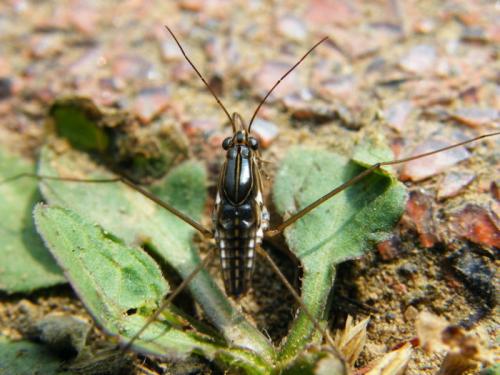Limnogonus fossarum.jpg Limnogonus fossarum.jpg