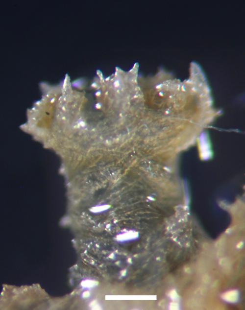 扇形刺柳珊瑚