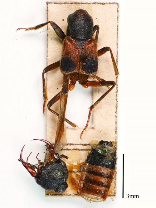 Hesperosoma-miwai_holotype Hesperosoma-miwai_holotype