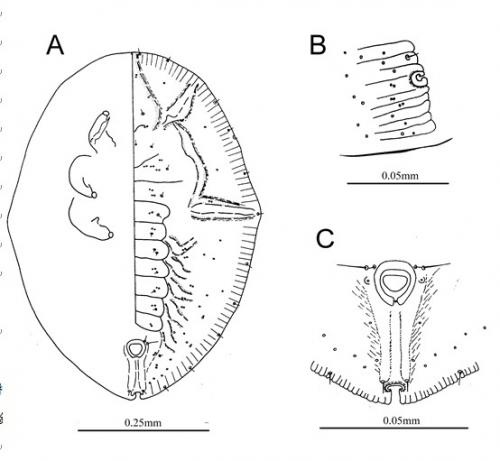 Rhachisphora ardisiae  (Takahashi, 1935)  紫金牛脊粉蝨