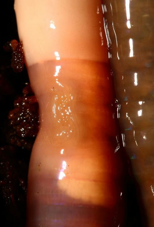 Akinmenensis2 Akinmenensis2