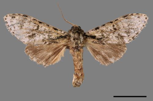 Pheosiopsis cinerea formosana[喜夙舟蛾][00051122]