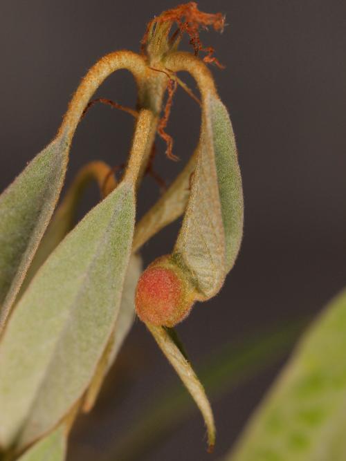 Cycloneuroterus gilvus 生長於赤皮上之蟲癭