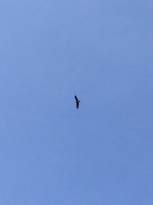 黑鳶 黑鳶