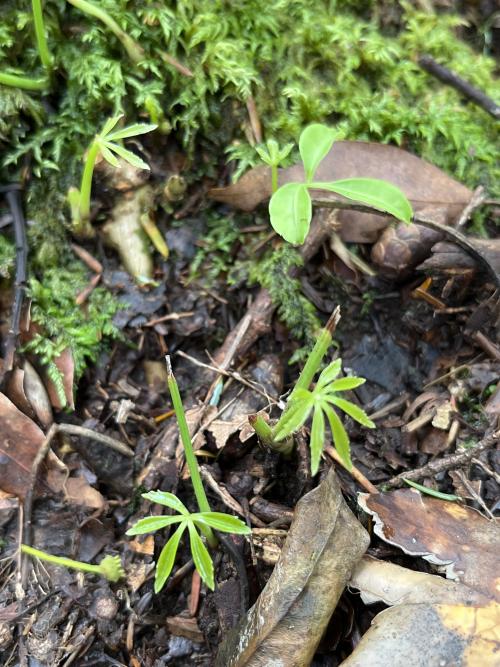 高山鴨腳木