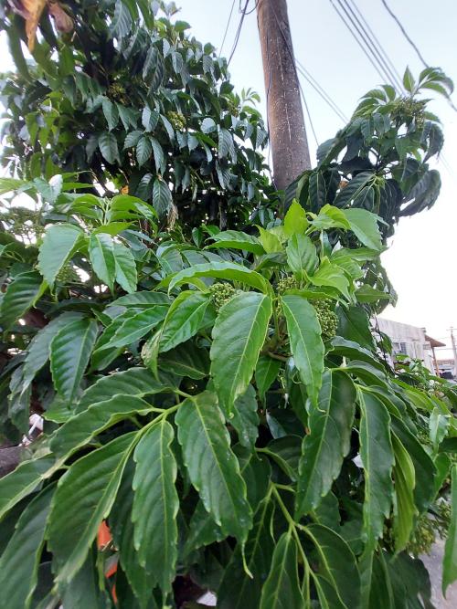 菲律賓火筒樹 菲律賓火筒樹