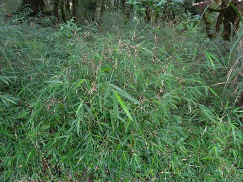玉山箭竹 玉山箭竹