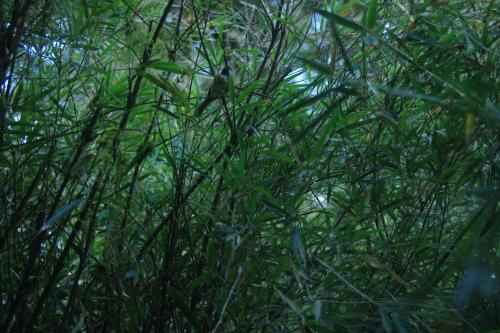 黃羽鸚嘴(台灣亞種) 黃羽鸚嘴(台灣亞種)