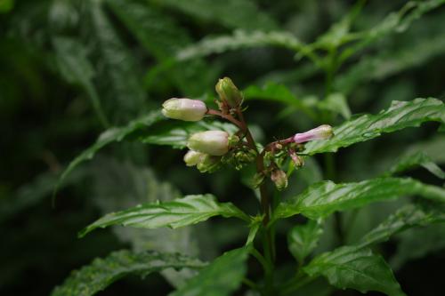蛇根草