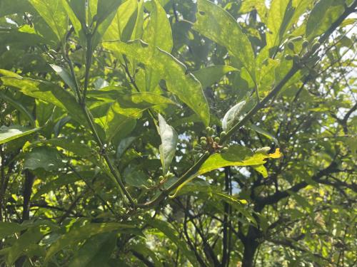 台北茜草樹 台北茜草樹
