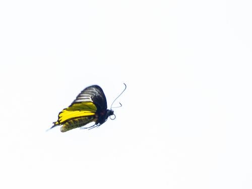 珠光裳鳳蝶