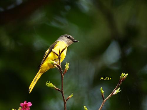 20090728_380333_Minivet_9144.jpg