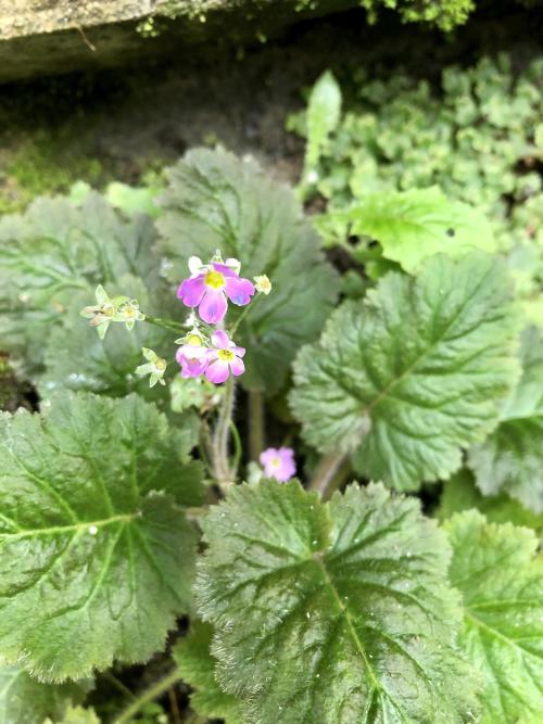 報春花 報春花