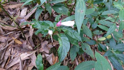 角桐草 角桐草