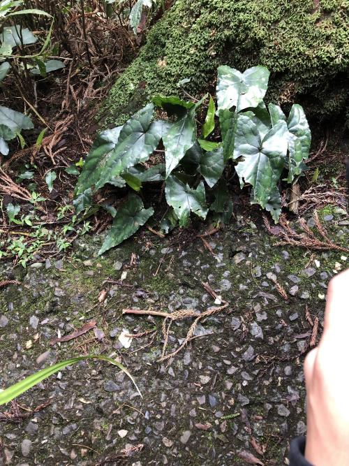 下花細辛