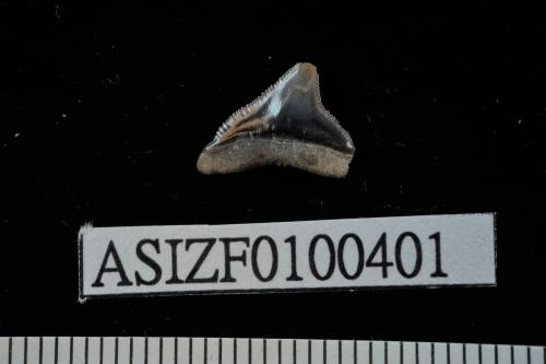 Carcharhinus leucas [ASIZF0100401]