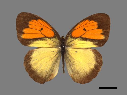 Ixias pyrene insignis[雌白黃蝶][00014314]