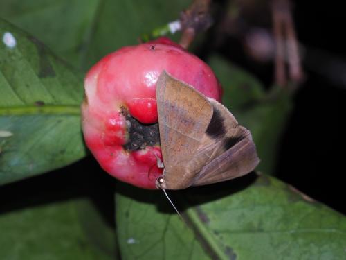 Ophisma gravata