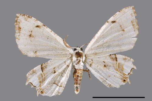 Dysaethria cretacea[粉白雙尾蛾][00051725]