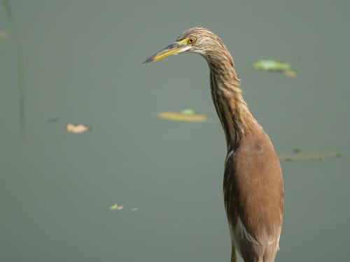 20090726_380122_pond_heron_P1117065.jpg