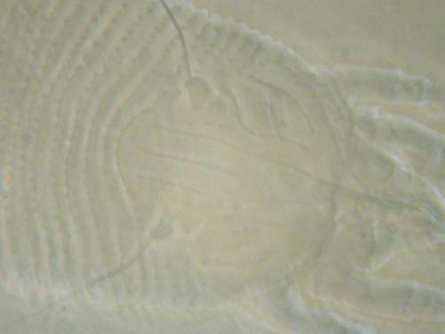 Tetra niitakaymensis Wang & Huang, 2011背盾板 Tetra niitakaymensis Wang & Huang, 2011背盾板
