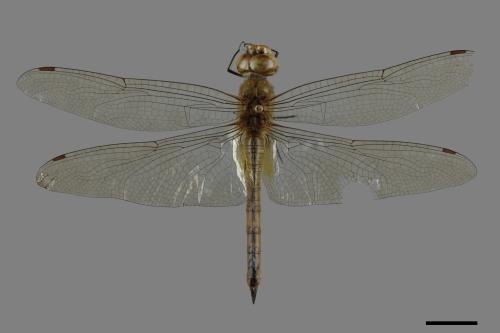 Pantala flavescens[薄翅蜻蜓][00089192]