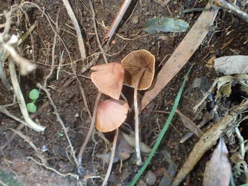 Conocybe tenera(柔錐蓋傘)