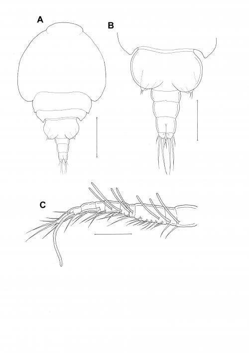 Cholomyzon tubastraeae_雄.jpg