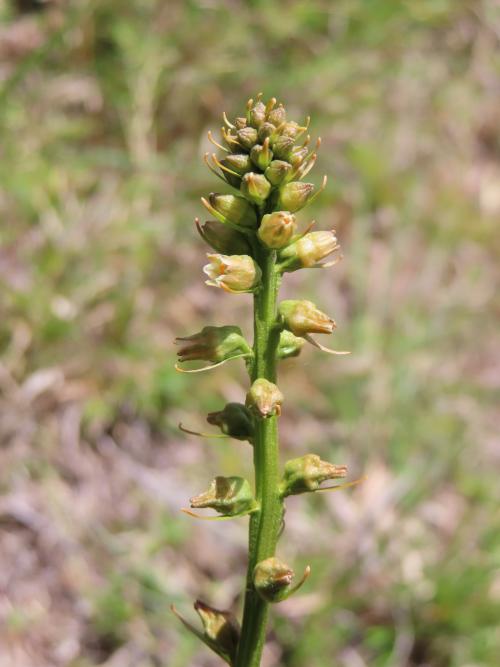 臺灣粉條兒菜 臺灣粉條兒菜